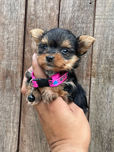 Cachorra Yorkie Hembra Animal Pets Colombia 