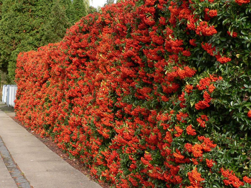 50 Plantines De Crataegus - Cerco Vivo - 20 Cm De Altura