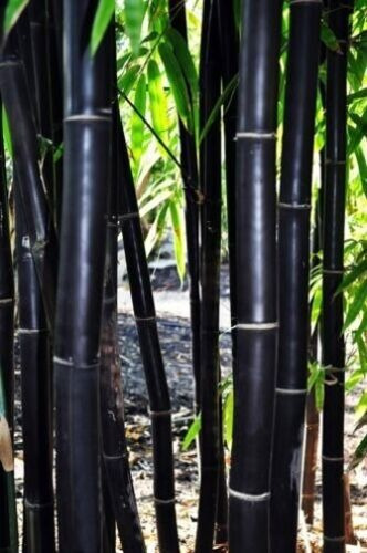 150 Semillas De Bambú Negro + Instructivo