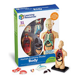 Learning Resources Human Body Model, 31 Pieces, Grades 3+, A