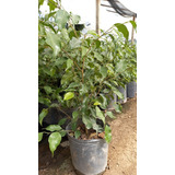 Plantas De Interior Ficus Con Maceta Premium 18