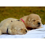 Cachorros Golden Retriever Perros En Venta En Tumaco