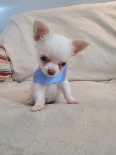 Filhote De Chihuahua Pelo Longo Macho 