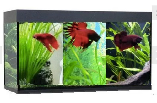 Beteira P/ 3 Bettas 35x15x25cm + Filtro Led Termostato 220v