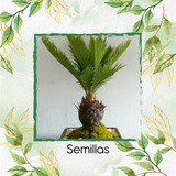 20 Semillas De Bonsái Palma Canariensis 