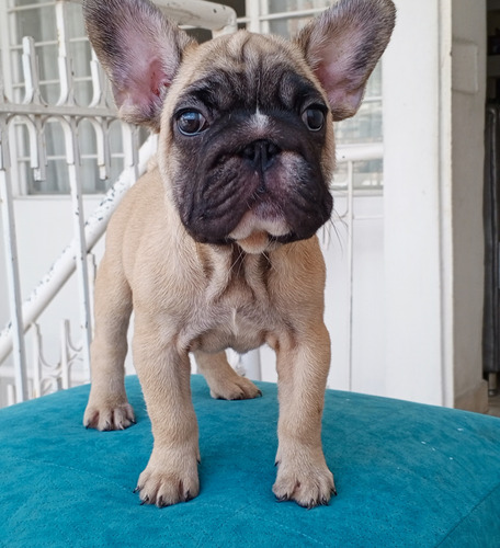 Hermosos Bulldog Frances Llena Tu Hogar De Amor Y Alegria