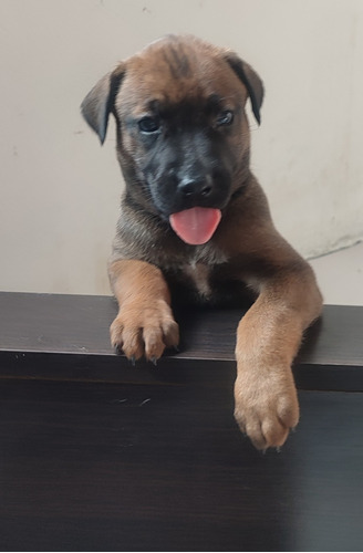 Perros Fila Malinois Cachorros Bogotá Medellín Cali Ibagué 