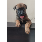 Perros Fila Malinois Cachorros Bogotá Medellín Cali Ibagué 