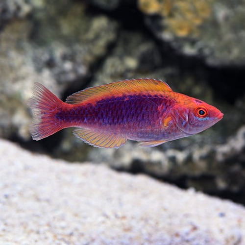 Peixe Marinho Wrasse Lubbocks