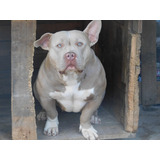 American Bully