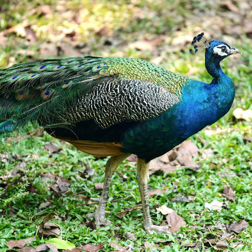 Pavão Azul Ornamental Casais Jovens