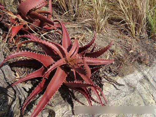 Paquete De Aloes (euphorbia, Lithops, Haworthias, Agaves)