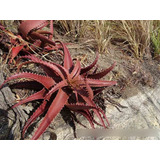 Paquete De Aloes (euphorbia, Lithops, Haworthias, Agaves)