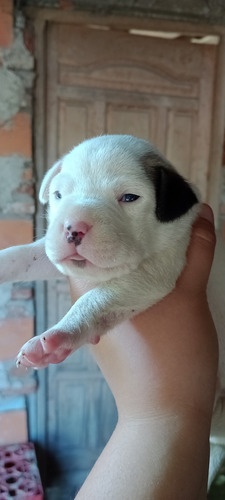 Cachorritos Cruza Pitbull Con Dogo Argentino. (2 Mach-5 Hem)