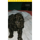 Caniche Mi Toy Negro Hermoso Cachorro