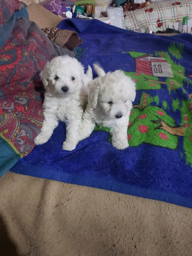 Hermosos Peluditos Poodle Toy Blanquitos 