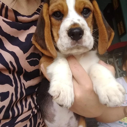 Cachorro Beagle 60 Días Para Entregar. Libreta Sanit Al Dia