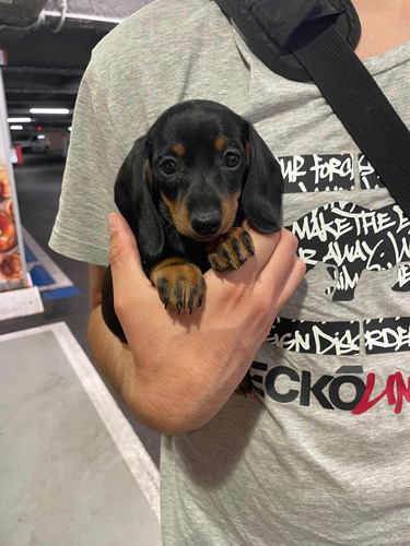 Lindos Cachorritos Salchicha Dachshund Mini