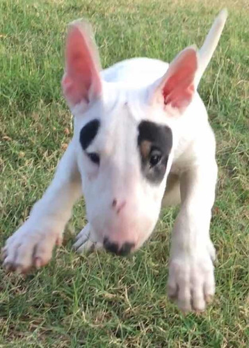 Bull Terrier Cachorros Exelente Genetica Pedigree F C A    