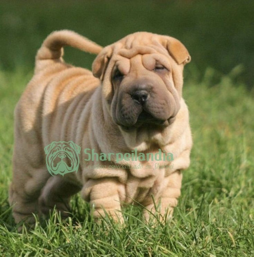 Cachorro Sharpei Ártico 003