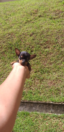 Pinscher Zerinho Com Garantia 