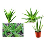 Muda De Babosa, Aloe Vera, Alta Qualidade Pronta Pro Plantio