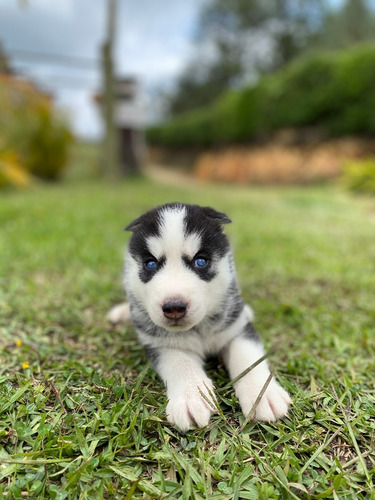 Cachorro Lobo Mascotas Rionegro Medellín Bogota