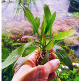 Echinodorus Argentinensis X 5 Oferta!