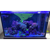 Acuario Marino 240l Permuto X Moto Complet Nemo Dory Corales