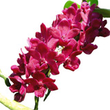 Orquidea Rhynchostylis Red ( Adulta )