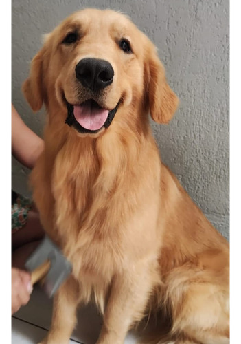 Golden Retriever Macho Para Cobertura Linhagem Importada 