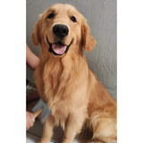 Golden Retriever Macho Para Cobertura Linhagem Importada 