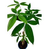 Arbol Pachira ( Del Dinero)