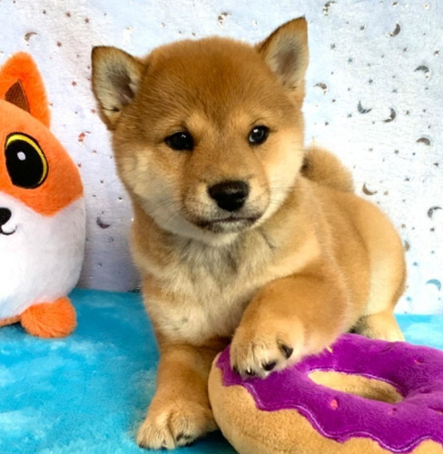 Shiba Inu Salmón De Rk Puppies Colombia, 100% Puros!!!