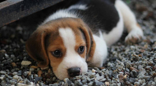 Cachorro Beagle Tricolor 005