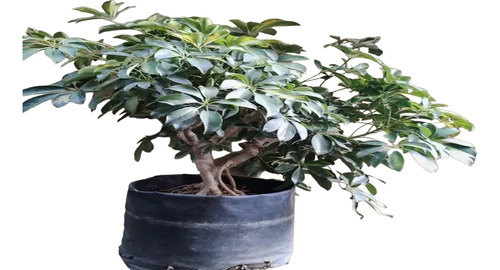 Árbol Para Bonsai Scheflera  Aralia Arbolicola Variegata 