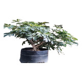 Árbol Para Bonsai Scheflera  Aralia Arbolicola Variegata 