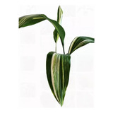 Aspidistra Oreja De Burro Variegada !!!!!! Promo X 2 !!!!!!