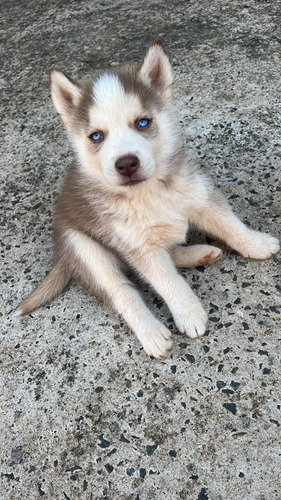 Filhote De Husky Siberiano