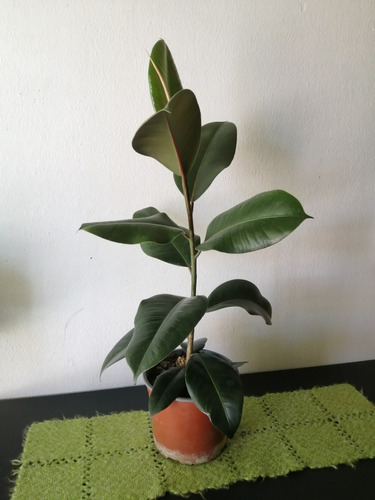 Gomero - Ficus Elástica 70 Cm.