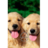 Cachorros Golden Retriever Vacunados Y Desparasitados Cert.!