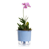 Vaso Autoirrigável Azul Serenity Pequeno Planta Semente Raiz