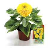 Semillas De Girasol Enano Con Flores Dobles Sungold