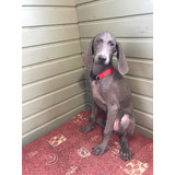 Extraordinariolinaje Campeones Weimaraner Selectos