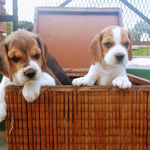 Cachorros Beagles. Los Más Tiernos Del Mundo Mundial. K.c.a