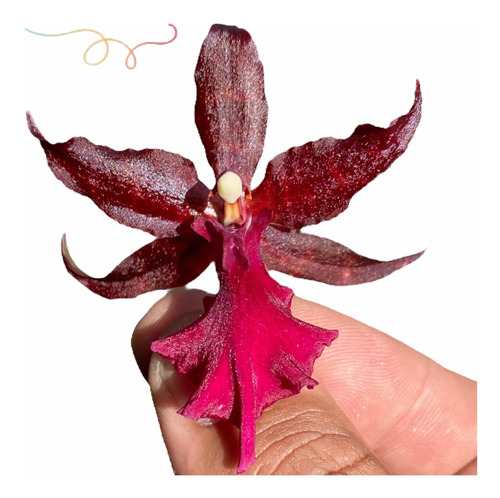 Orquídea Colmanara Massai Red Planta Adulta Flor Avermelhada