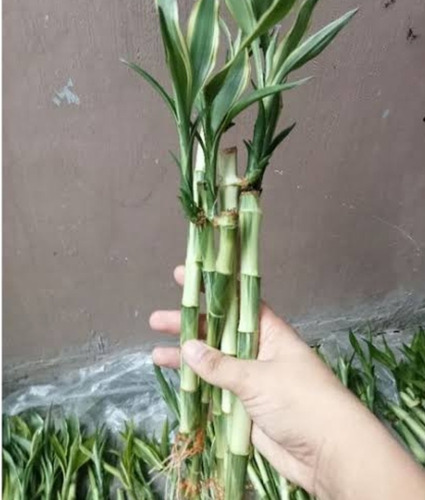 3 Bambú Chino De La Suerte Variegado (lucky Bamboo) Rayado 