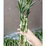 3 Bambú Chino De La Suerte Variegado (lucky Bamboo) Rayado 