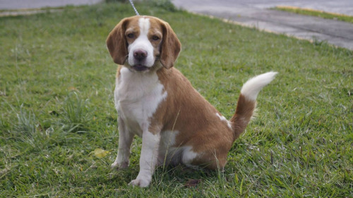 Semental Beagle Con Pedigree De Campeones, Renta