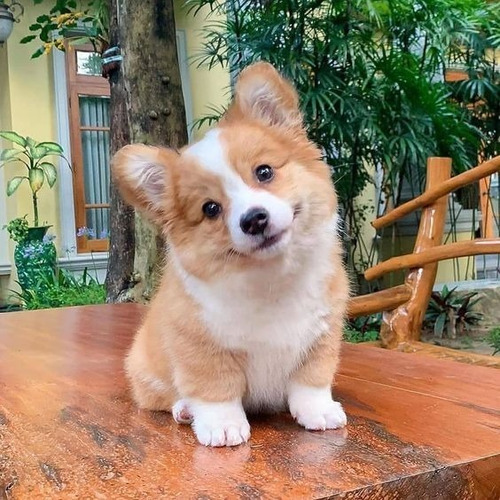 Perros Cachorros Corgi Galès De Pembroke Puppy Gales Dog